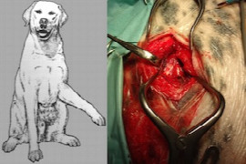 muscle-and-tendon-injuries-what-can-we-miss-on-our-orthopaedic-exam-and-how-can-we-treat-them.jpeg