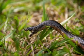 Snake envenomation in Australia: The current state of play
