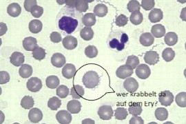 Über- oder unterbewertet? Die Lyme-Borreliose bei Tieren