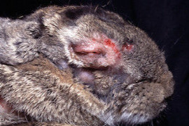 myxomatose-rhd-und-encephalitozoon-cuniculi.jpeg