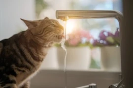 chronische-nierenerkrankung-bei-hund-und-katze.jpeg