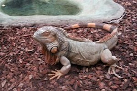 probleme-mit-dem-echs-mitbewohner-ha-ufige-endoparasiten-in-der-reptilienpraxis-1.jpeg
