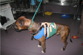 canine-dilated-cardiomyopathy-1.png