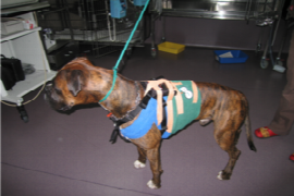 Canine Dilated Cardiomyopathy