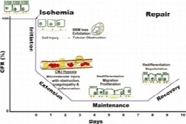 acute-kidney-injury-1.jpeg