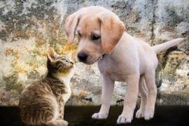 durchfall-bei-hunde-und-katzenwelpen.jpeg