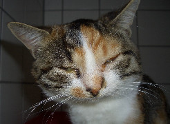 katzenschnupfen-a-was-gibt-s-neues-zu-diagnostik-und-therapie-1.jpeg