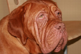 atopische-dermatitis-beim-hund-therapieoptionen-mit-monoklonalen-antikorpern-teil-2-therapie.jpeg