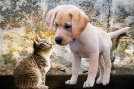 durchfall-bei-hunde-und-katzenwelpen.jpeg