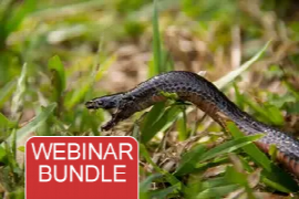 <p>Webinar Bundle - Ticks, Snakes, and other Australian Dangers for Pets</p>