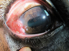 equine-ophthalmologie-fallbeispiele-in-der-praxis-3.jpeg