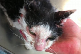 krusten-und-schuppen-bei-der-katze-der-schnellste-weg-zur-diagnose.jpeg