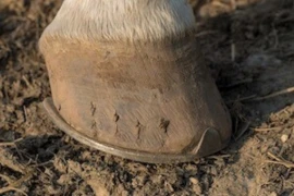 Hufbeschlag bei Gelenkserkrankungen der distalen Gliedmaße