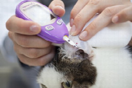 diabetes-monitoring-bei-hunden-und-katzen.jpeg