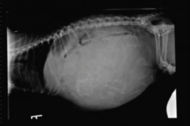 Canine Breeding Management for Vet Nurses