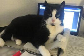 chronische-nierenerkrankung-und-schmerztherapie-die-alte-katze-mit-arthrose.jpeg