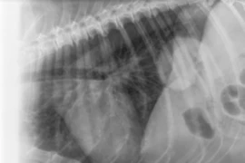 Interesting Radiographic Case Studies