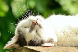 juckreiz-und-allergie-bei-der-katze-diagnose-management-und-therapeutische-optionen.jpeg