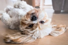 dog-2785077_1920 (1).jpg