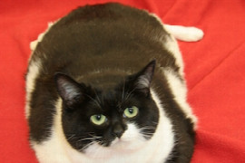 diabetes-mellitus-bei-hund-und-katze-was-tun-wenn-sich-der-patient-nicht-einstellen-lasst.jpeg