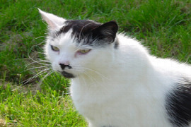 preventative-healthcare-of-the-older-cat-for-nurses-1.jpeg