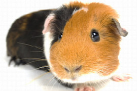 pain-management-in-rabbits-and-guinea-pigs-CL1460713828.jpeg