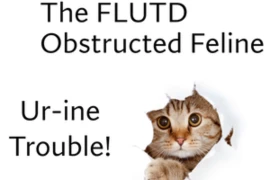 The FLUTD Obstructed Patient - Ur-ine Trouble!