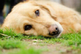 schmerztherapie-beim-hund-der-onkologische-patient-1.jpeg