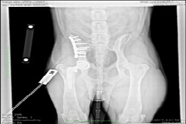decision-making-for-hip-dysplasia-what-to-advise-and-when.jpeg