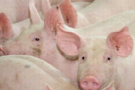 biosecurity-besonderheiten-in-den-steirischen-schweinebetrieben.png