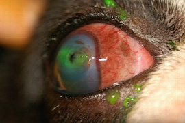 approach-to-problematic-corneal-ulcers-2.jpeg