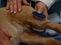 multimodale-schmerztherapie-bei-kleintieren-teil-2-alternatives-schmerzmanagement-1.jpeg