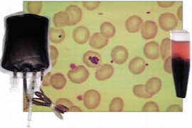 small-animal-transfusion-medicine-what-to-give-when-to-give-it-and-what-to-do-when-it-goes-wrong-1.jpeg