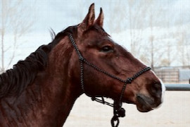 oxyuris-equi-noch-immer-eine-therapeutische-herausforderung.jpeg