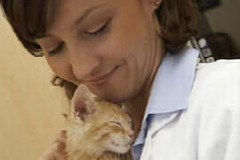 Dermatoses croûteuses chez le chat: illustration à partir de cas cliniques