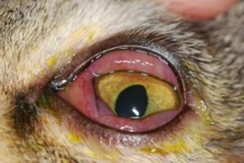 Cat eyes are so special - Part 1 Feline keratoconjunctivitis