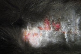 katzendermatologie-nicht-alles-was-juckt-ist-eine-allergie-oder.jpeg