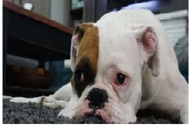 Pre-anaesthetic assessment of the small animal patient (for Nurses)