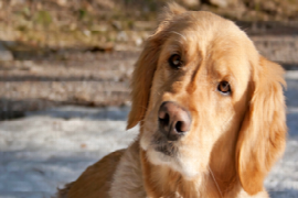canine-cognitive-dysfunction-for-nurses-1.png