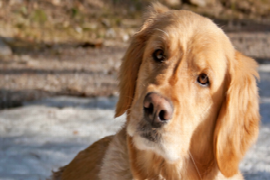 Canine Cognitive Dysfunction (for Nurses)