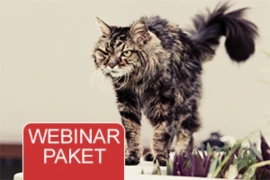 Webinar-Paket-Katze-Fortgeschrittene-300x200.jpg