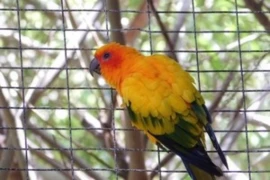 Managing Stress In Caged Birds