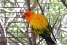 Managing Stress In Caged Birds