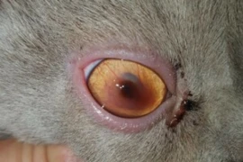 Cat eyes are so special - Part 2 Unusual diseases of the feline cornea