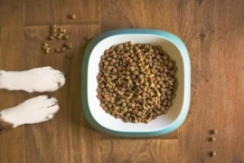 Feeding Trends in Dogs and Cats - What's the Science (for Nurses)