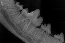 dental-x-rays-how-to-obtain-and-what-to-see.png