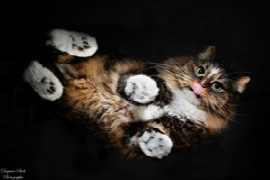 feline-triaditis-there-is-more-to-be-aware-of-than-you-think-1.jpeg