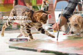 bravecto-spot-on-fur-katzen-1.png
