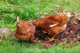 Veterinary care of the backyard chicken