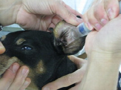 neues-zum-diabetes-mellitus-bei-hund-und-katze-3.jpeg